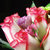 花港码头 鲜花超市 单枝玫瑰 选用云南A级鲜花花材 满59元包邮(红袖粉色)第4张高清大图