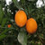 精品纽荷尔脐橙 非赣南脐橙 带叶发货(大果)第3张高清大图