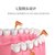 钢丝L型弯柄牙缝刷齿间刷牙间刷牙间隙刷清洁工具矫正牙齿正畸(L型（带帽刷）10支【0.7mm】 默认版本)第7张高清大图