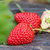 牛奶草莓新鲜水果整箱4斤包邮奶油巧克力红颜99大草莓非丹东第2张高清大图