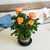 四季小玫瑰花盆栽花卉植物带花苞室内迷你多彩黄果汁阳台月季花苗第4张高清大图