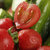 圣女果小黄瓜水果黄瓜新鲜小番茄西红柿子千禧生吃青瓜自然熟5斤(1500g)第2张高清大图
