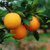 赣南脐橙 新鲜水果甜橙子5斤约13-15个果香甜多汁现摘现发（新疆，西藏、内蒙、甘肃、宁夏、青海不发货）(脐橙5斤装果径60-69mm)第3张高清大图