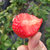 新鲜红颜草莓 现摘先发丹东99奶油大草莓 当季农家孕妇水果精选大果3斤装(4盒中果(单果13g左右)96枚)第9张高清大图