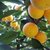 MI湖南冰糖橙3斤橙子（60-70mm）新鲜水果第6张高清大图